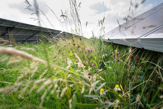 Ecologisch zonnepark Zeijen in Drenthe draagt zorg voor natuur